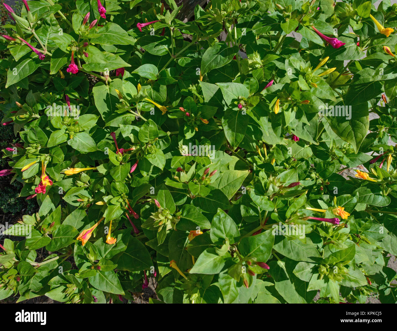 Closeup ornamental Mirabilis jalapa plant in bright light of hot