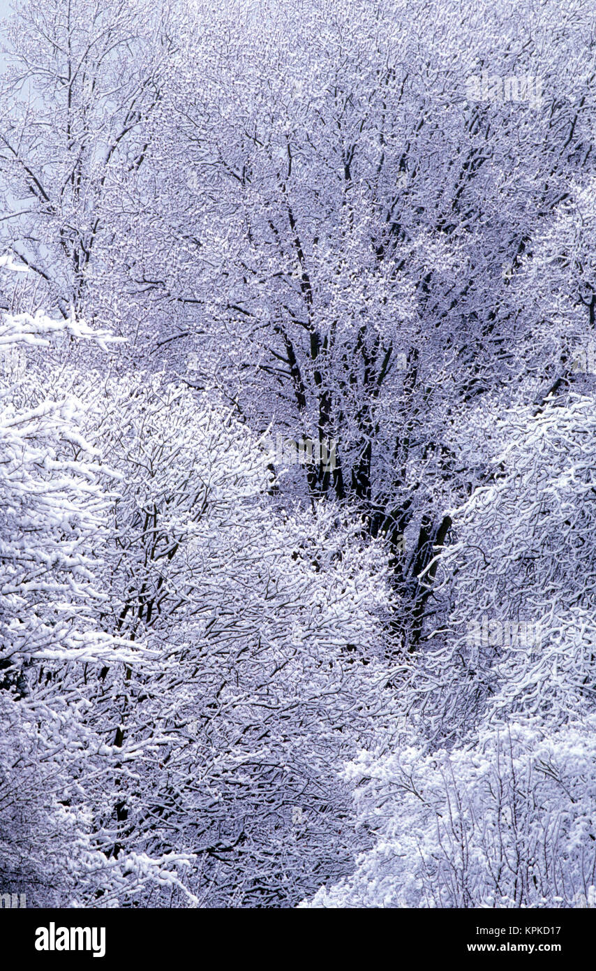 Snow flocked trees Stock Photo - Alamy