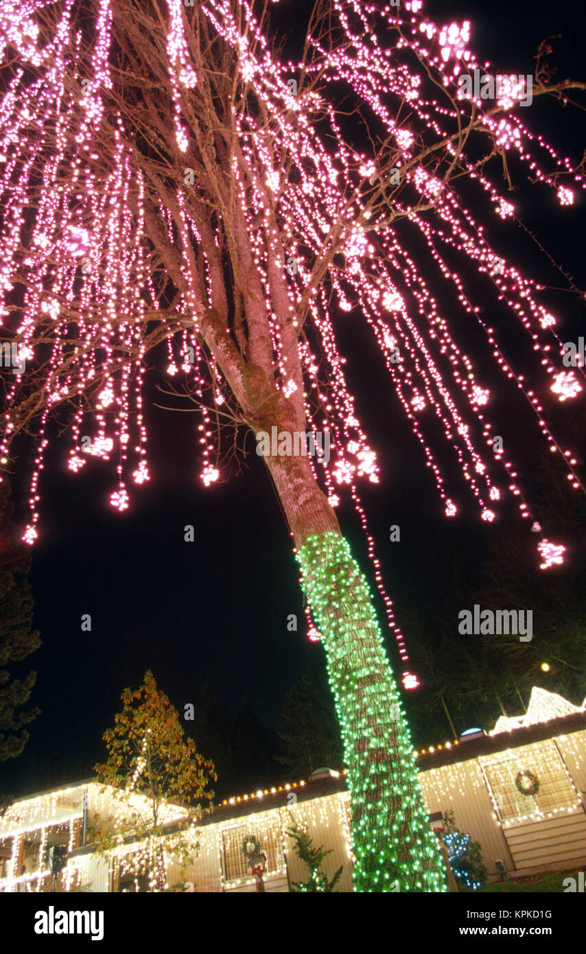 Christmas lights adorn a tree in the yard of a Camano island home