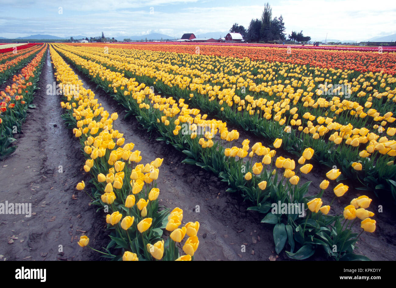 Rows of tulips in a rural field Stock Photo - Alamy