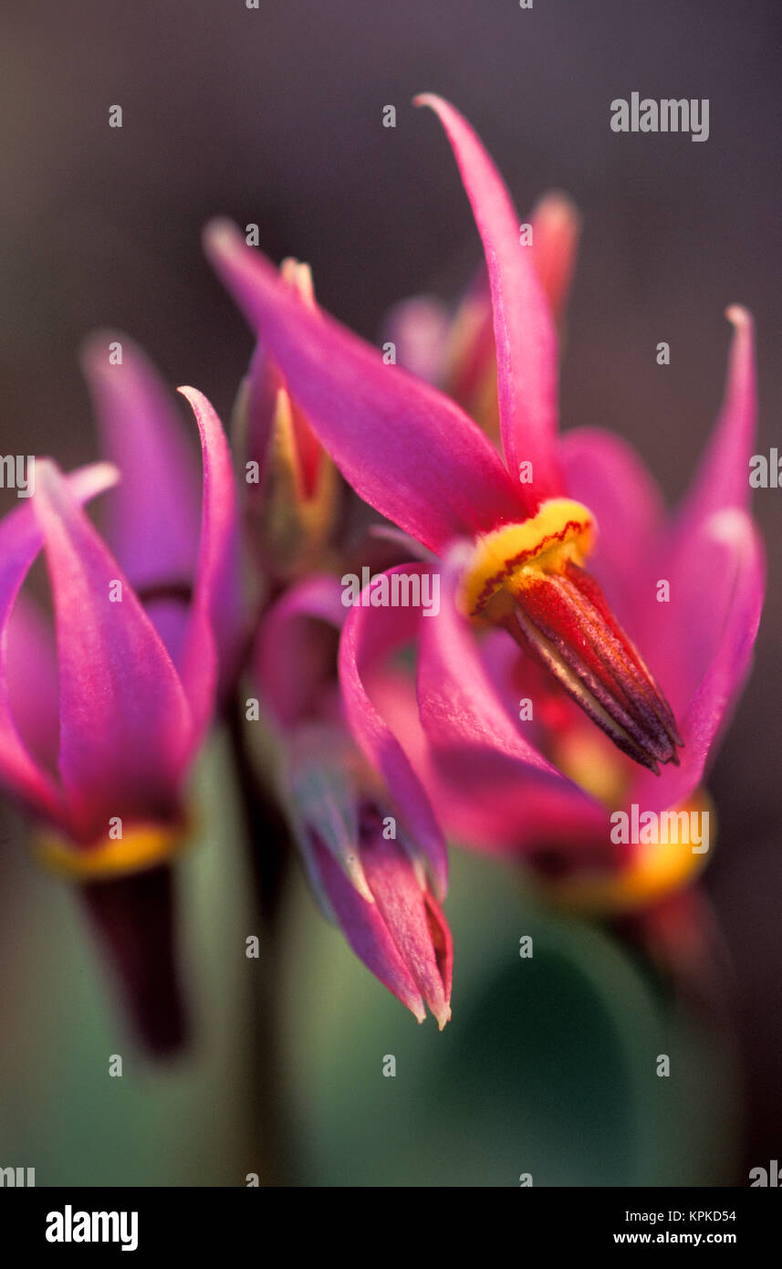 USA, Washington, Methow Valley. Few-flowered Shootingstar (Dodecatheon pulchellum) Stock Photo