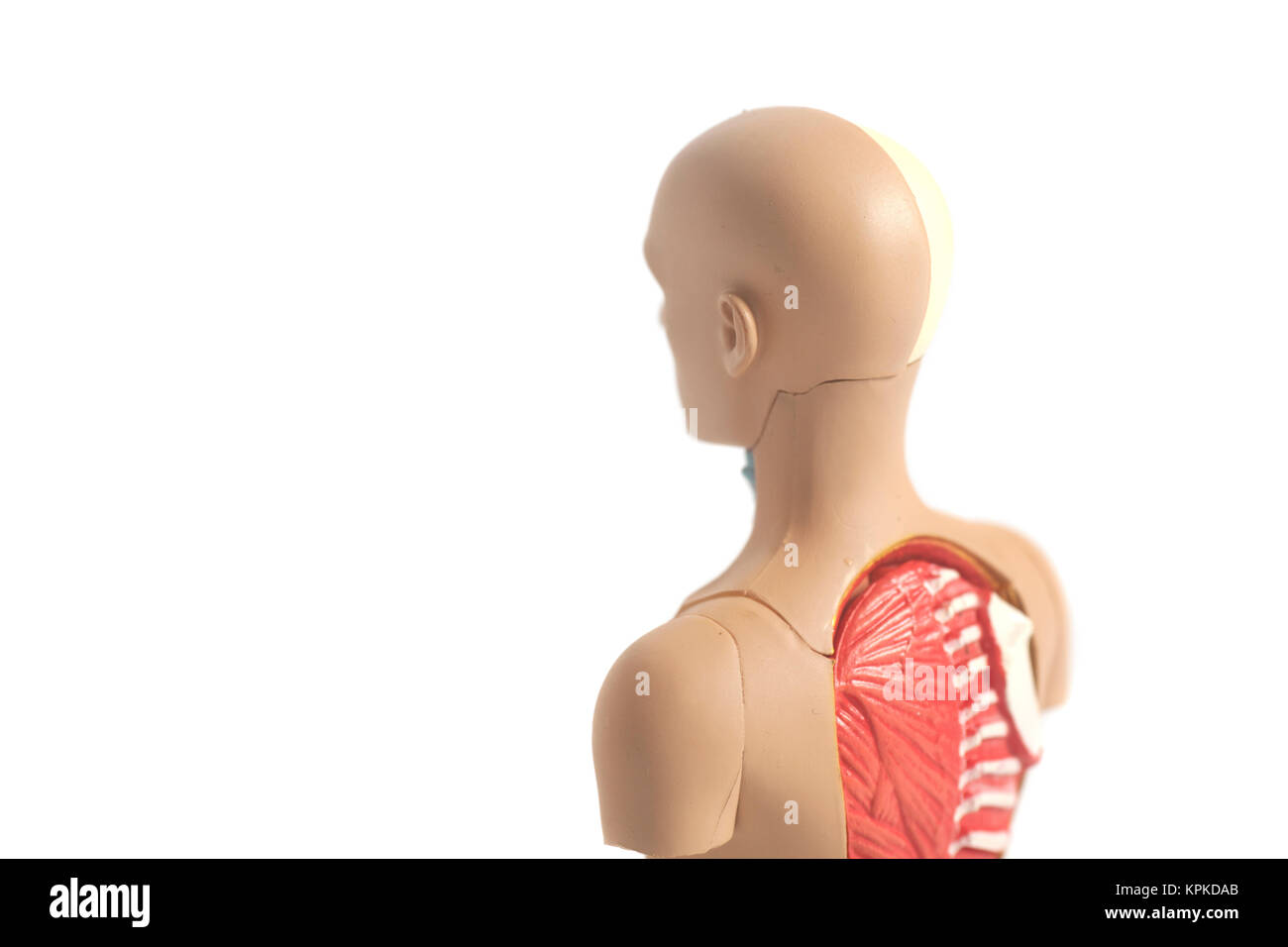 Human Body Anatomy Model isolated on a white background Stock Photo - Alamy