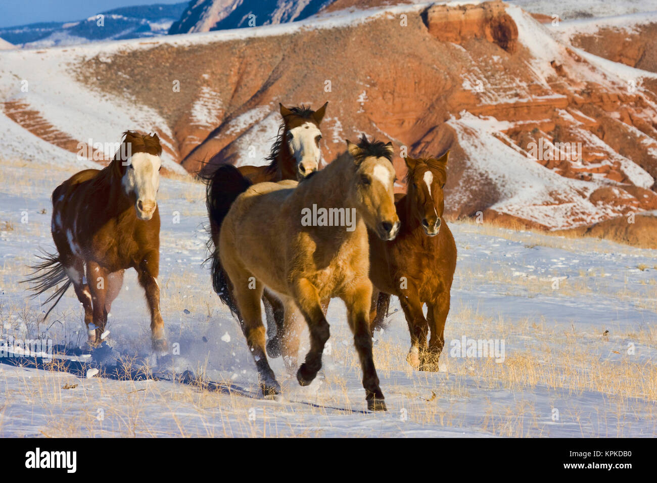 North America, USA, Wyoming, Shell, Big Horn Mountains, Horses running in the snow. (PR Stock