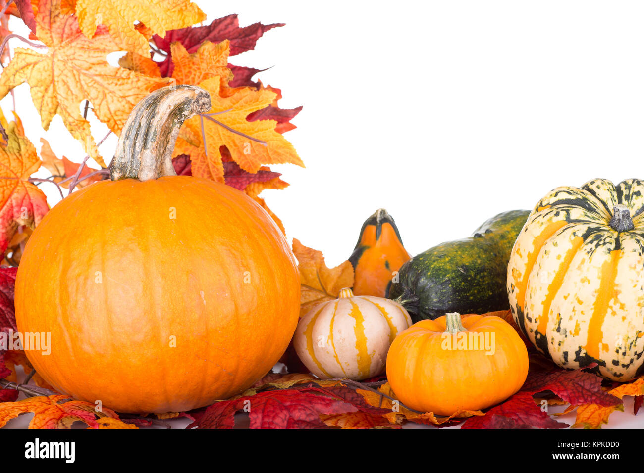 Pumpkins and gourds with autumn leaves on a white background Stock ...