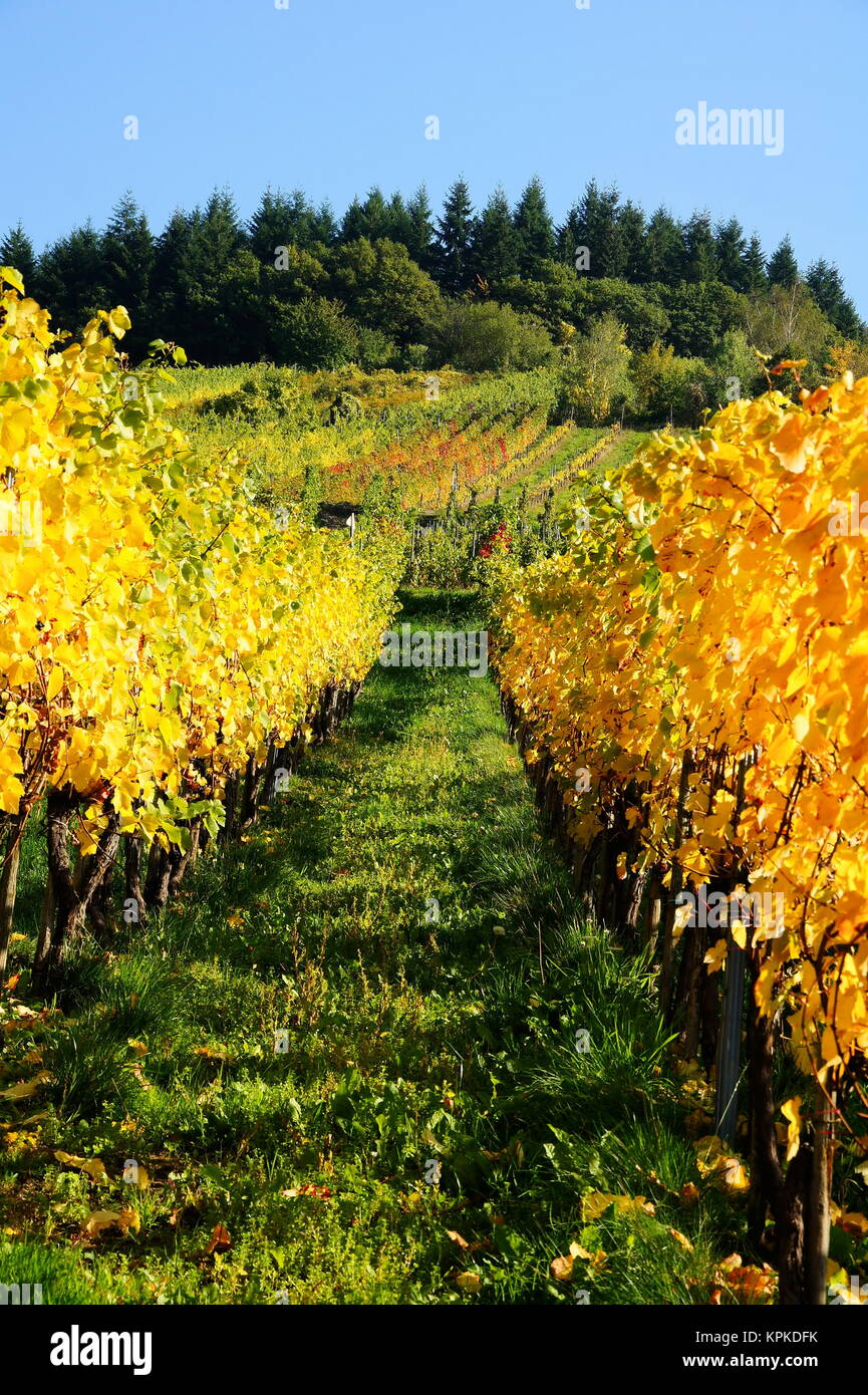 autumnal vineyard in enkirch an der moselrn Stock Photo