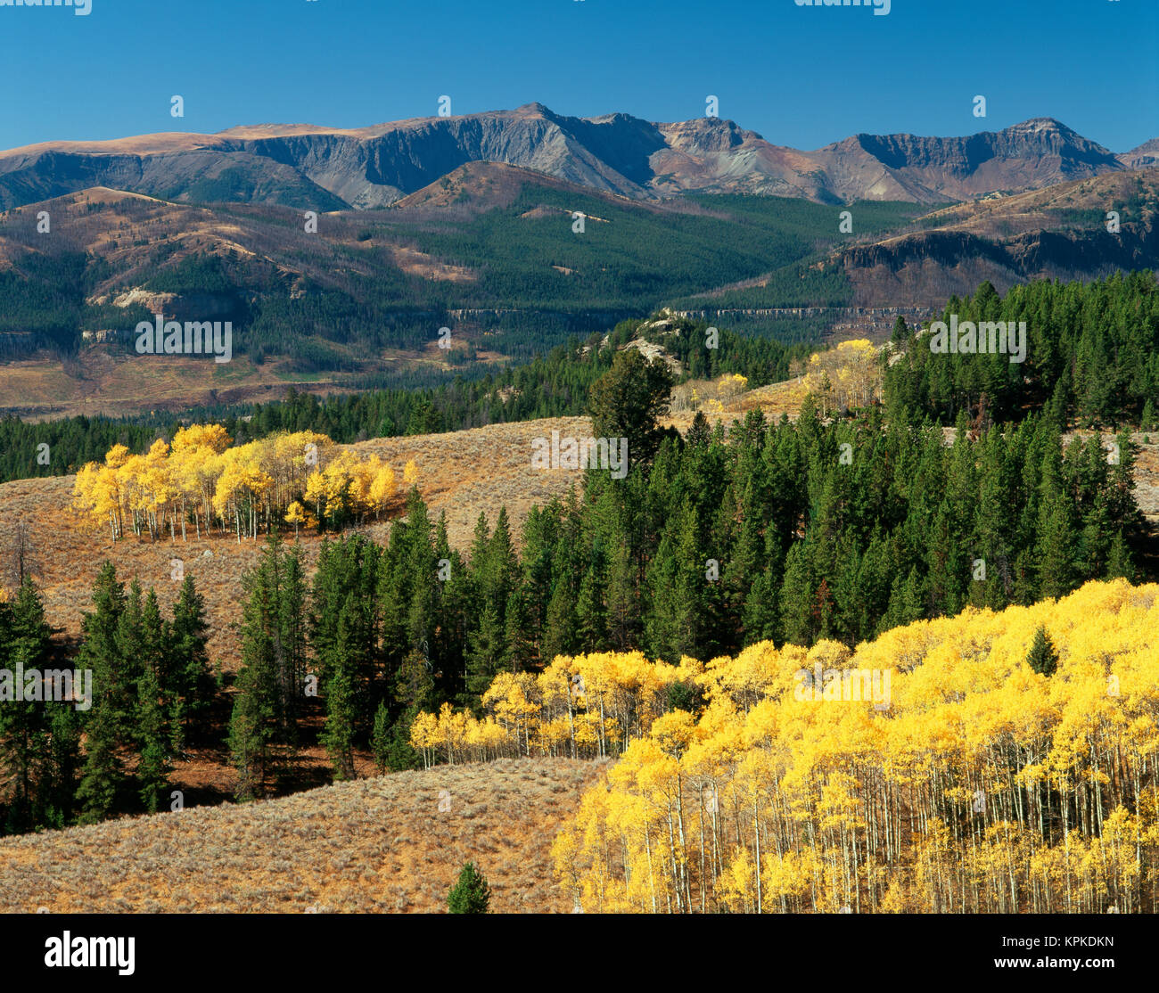 USA, Wyoming, Beartooth Highway, Colter Pass, autumn trees with