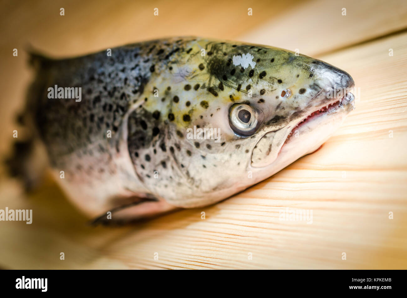Atlantic Salmon whole fish Stock Photo