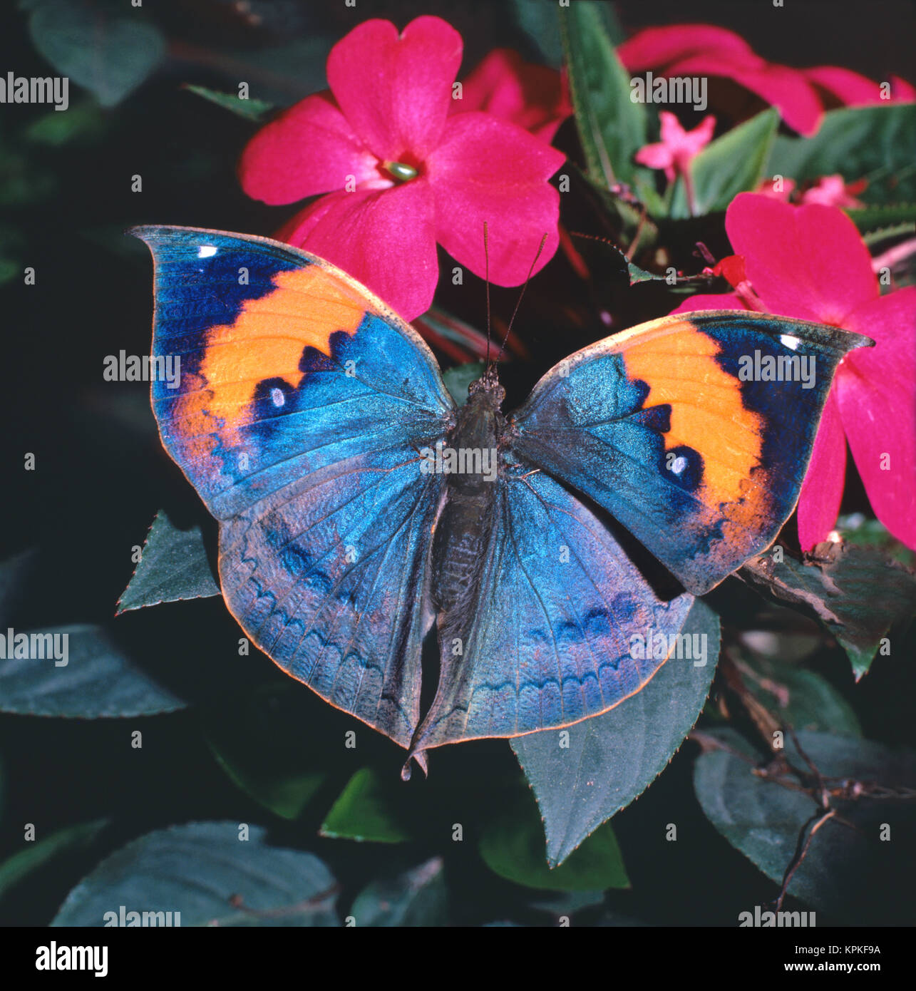 Ein blau schillernder Blattschmetterling sitzt mit geöffneten Flügeln auf einer Blüte. Der Falter fliegt in den Wäldern von Taiwan. Mit geschlossenen Flügeln imitiert er  perfekt ein trockenes Blatt, ein gutes Beispiel für Mimese. Der Schmetterling mißt spannend etwa 70mm, er saugt gern am Saft überreifer Bananen. Stock Photo