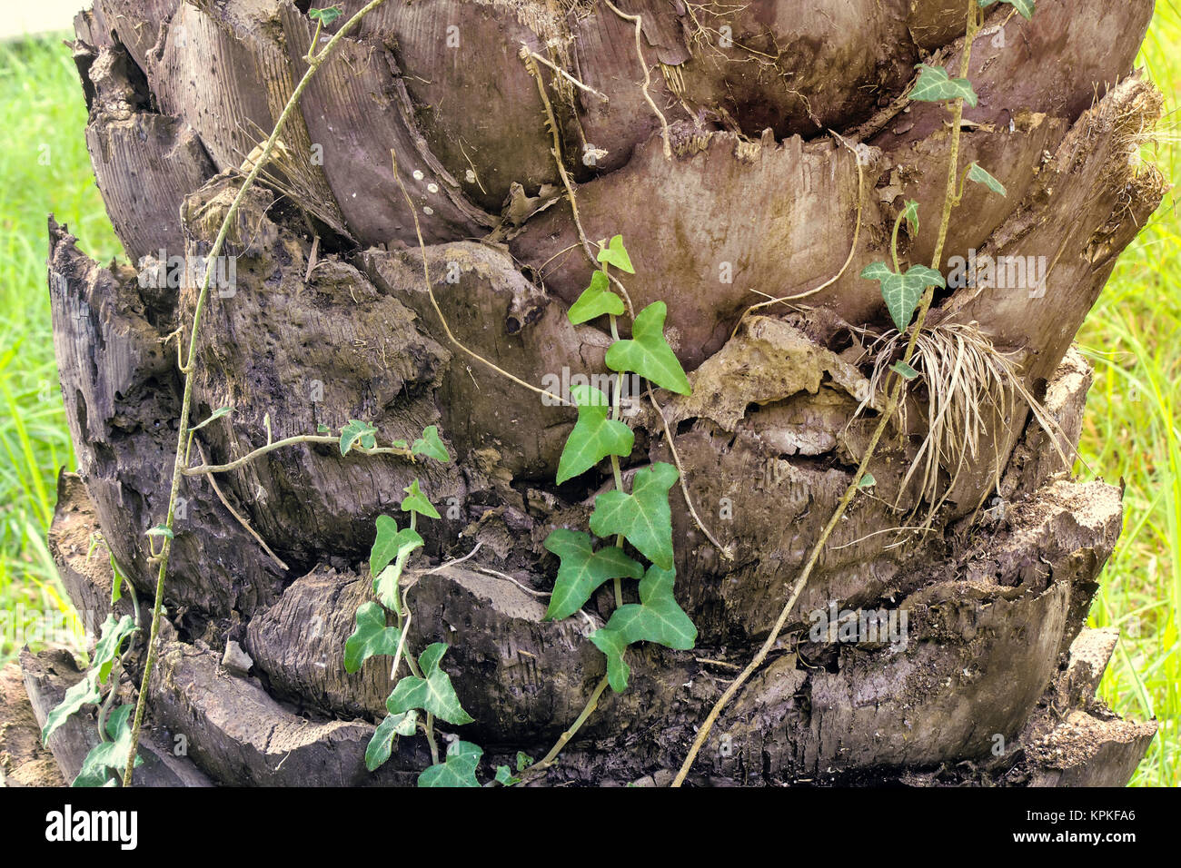 Fragment of the trunk of an old palm tree. Stock Photo