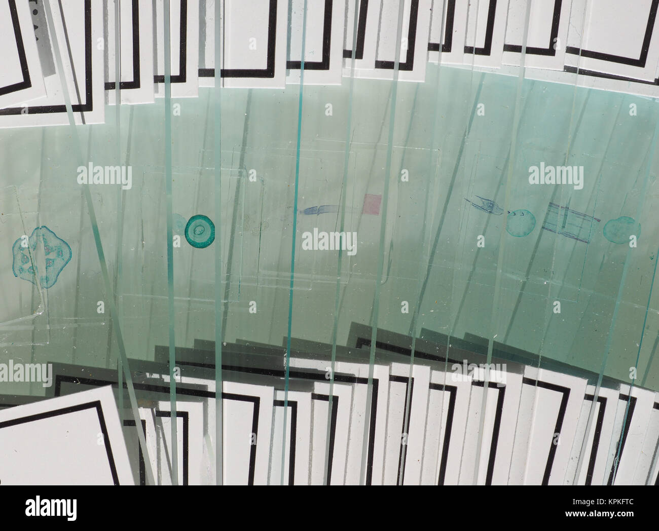 Microscope slides for optical microscope aka light microscope Stock ...