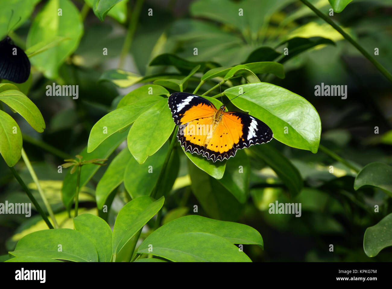little or african monarch (danaus chrysippus) Stock Photo
