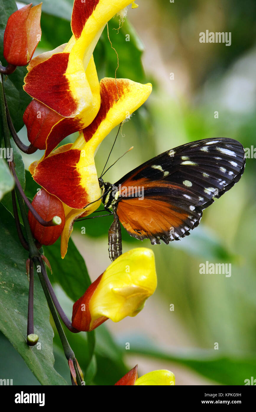 tiger longwing - heliconius ismenius on sky flower (thunbergia mysorensis) Stock Photo
