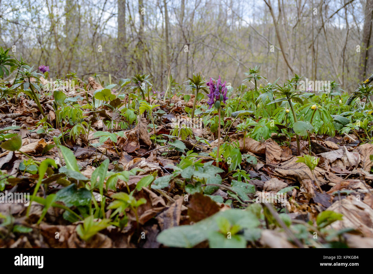 spring in countryside, detail shot. natural environmental detail view ...