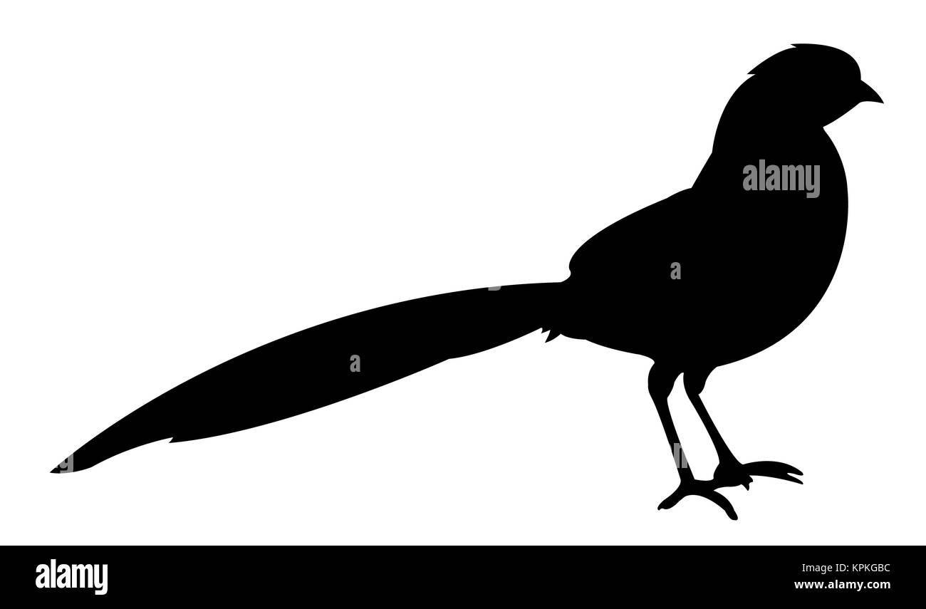 a bird silhouette Stock Photo