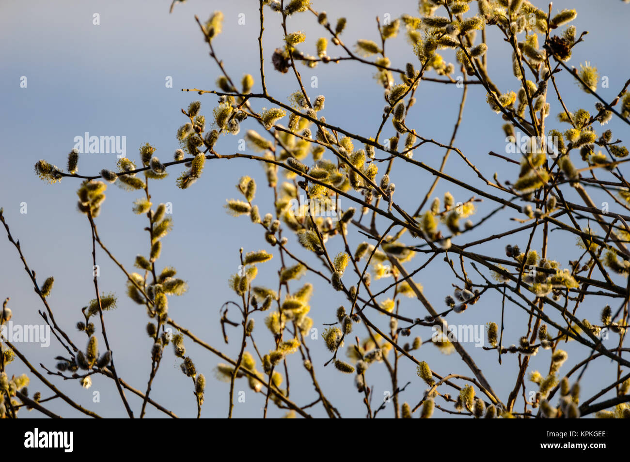 first tree blossoms in spring. natural environmental detail view in ...