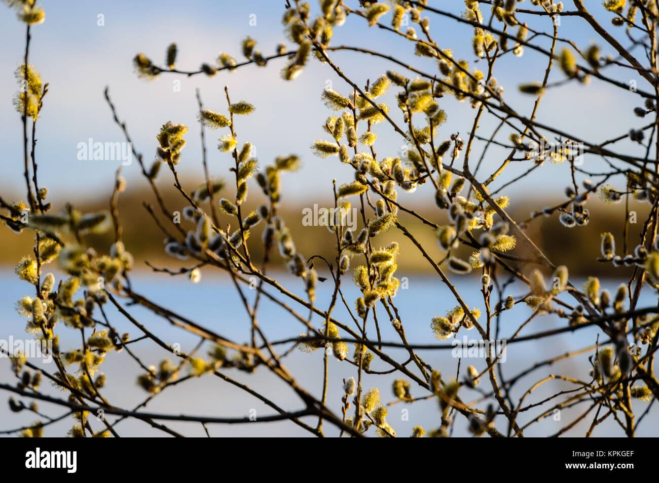 first tree blossoms in spring. natural environmental detail view in ...