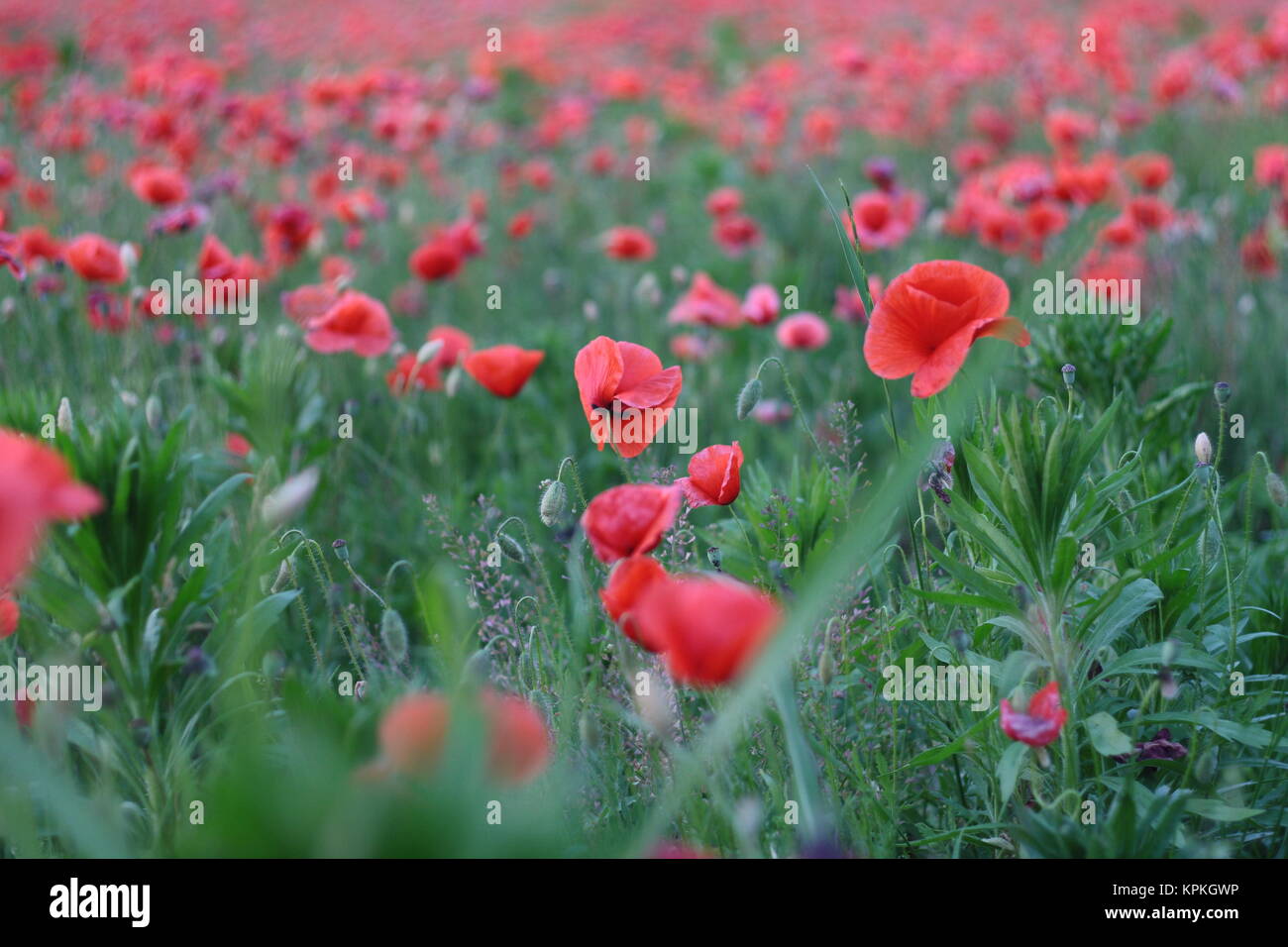 Poppy Field Background Wallpaper Poppies Flowers Stock Photo Alamy Poppy Field Background Wallpaper Poppies Flowers Stock Photo Alamy