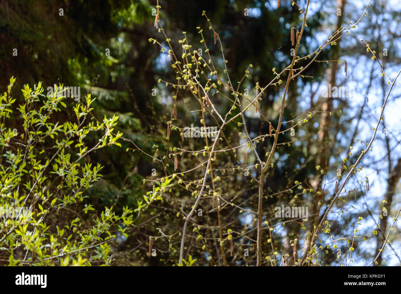 first tree blossoms in spring. natural environmental detail view in ...