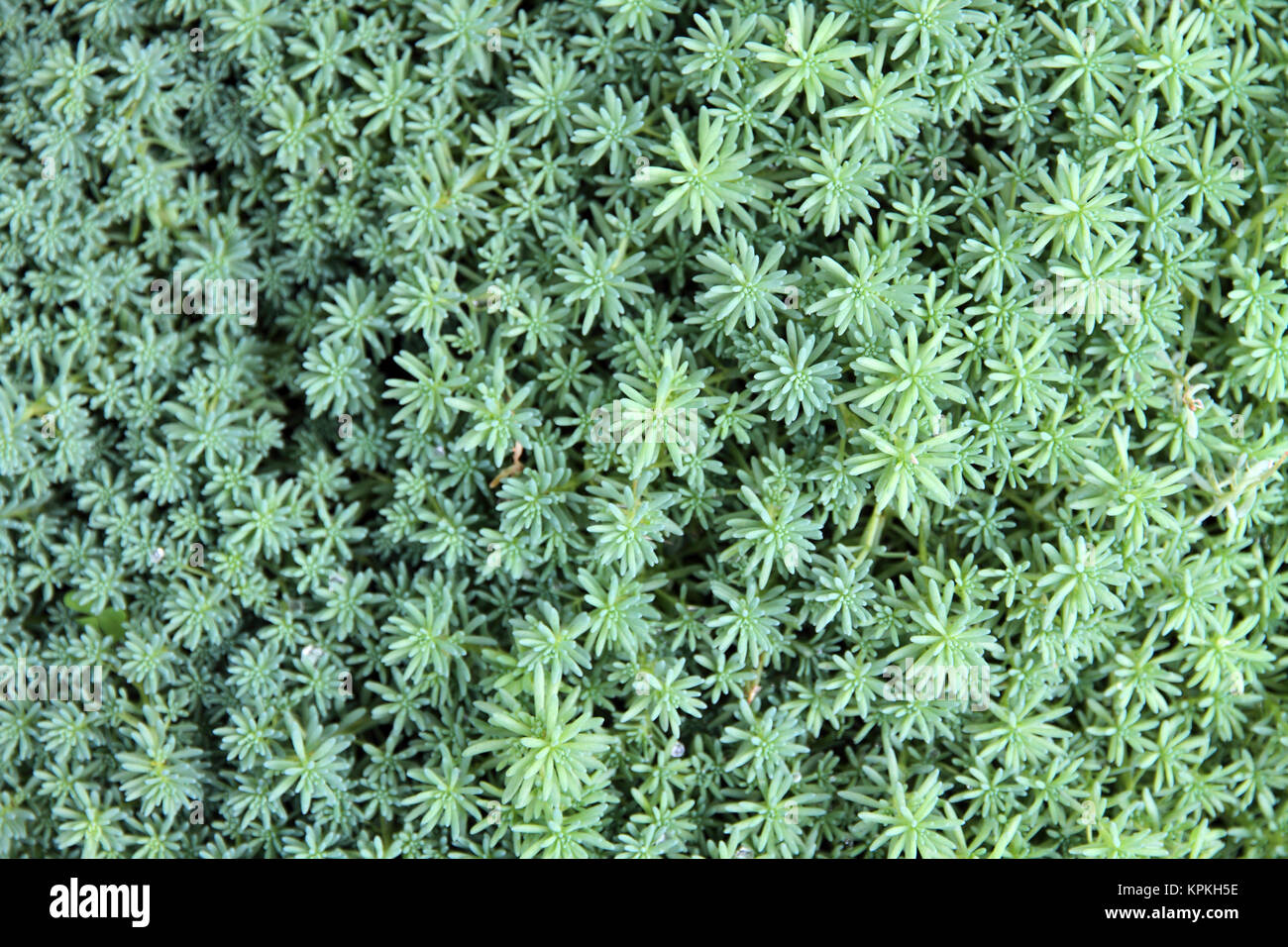 succulent(sedum) plant background Stock Photo