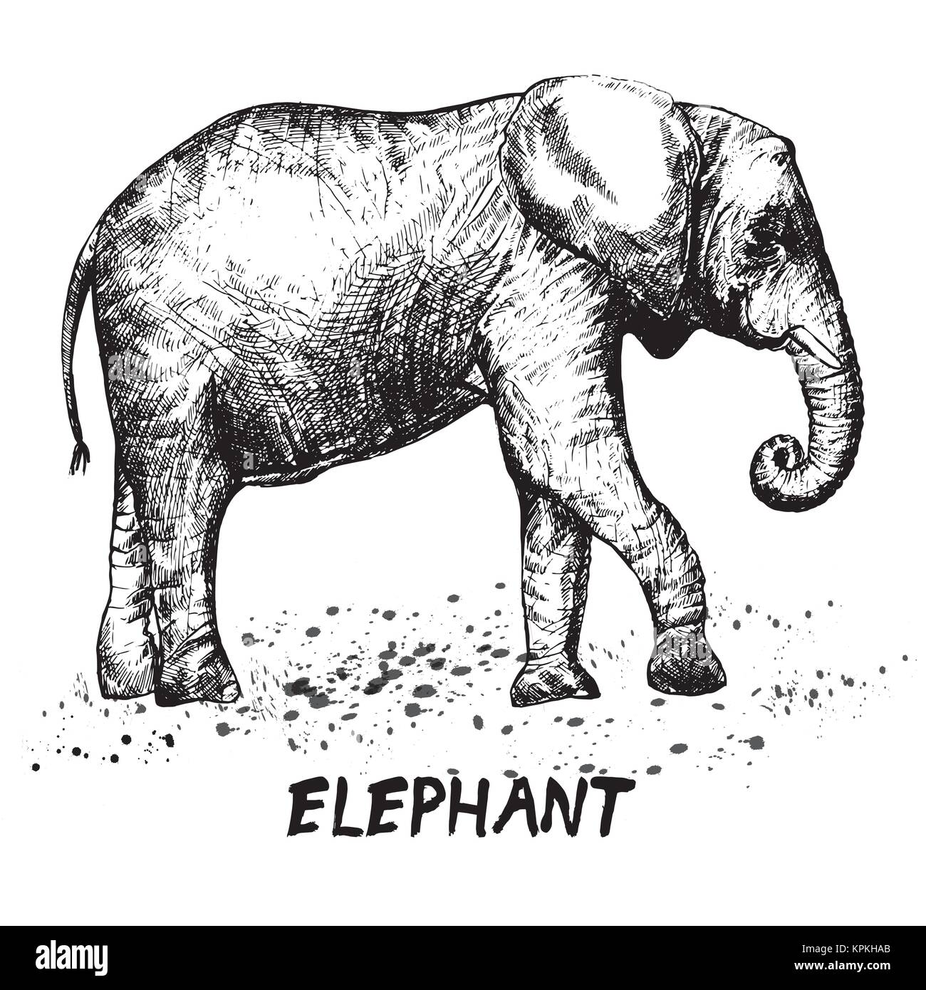 Hand drawn sketch of elephant. Vector illustration isolated on white ...
