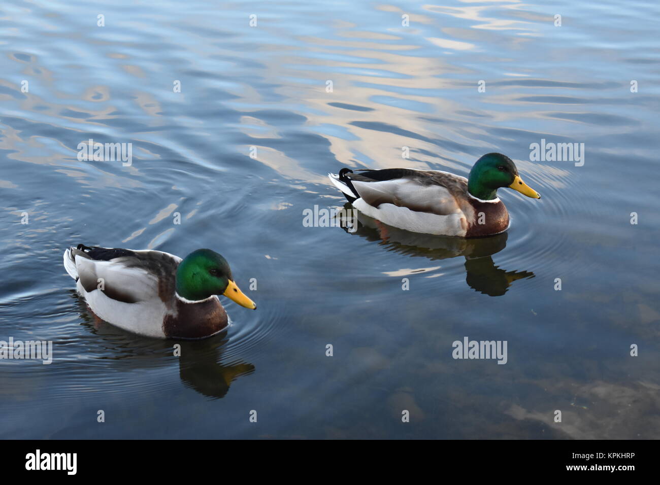 Ducks on Fleetwood Nature Reserve lake Stock Photo