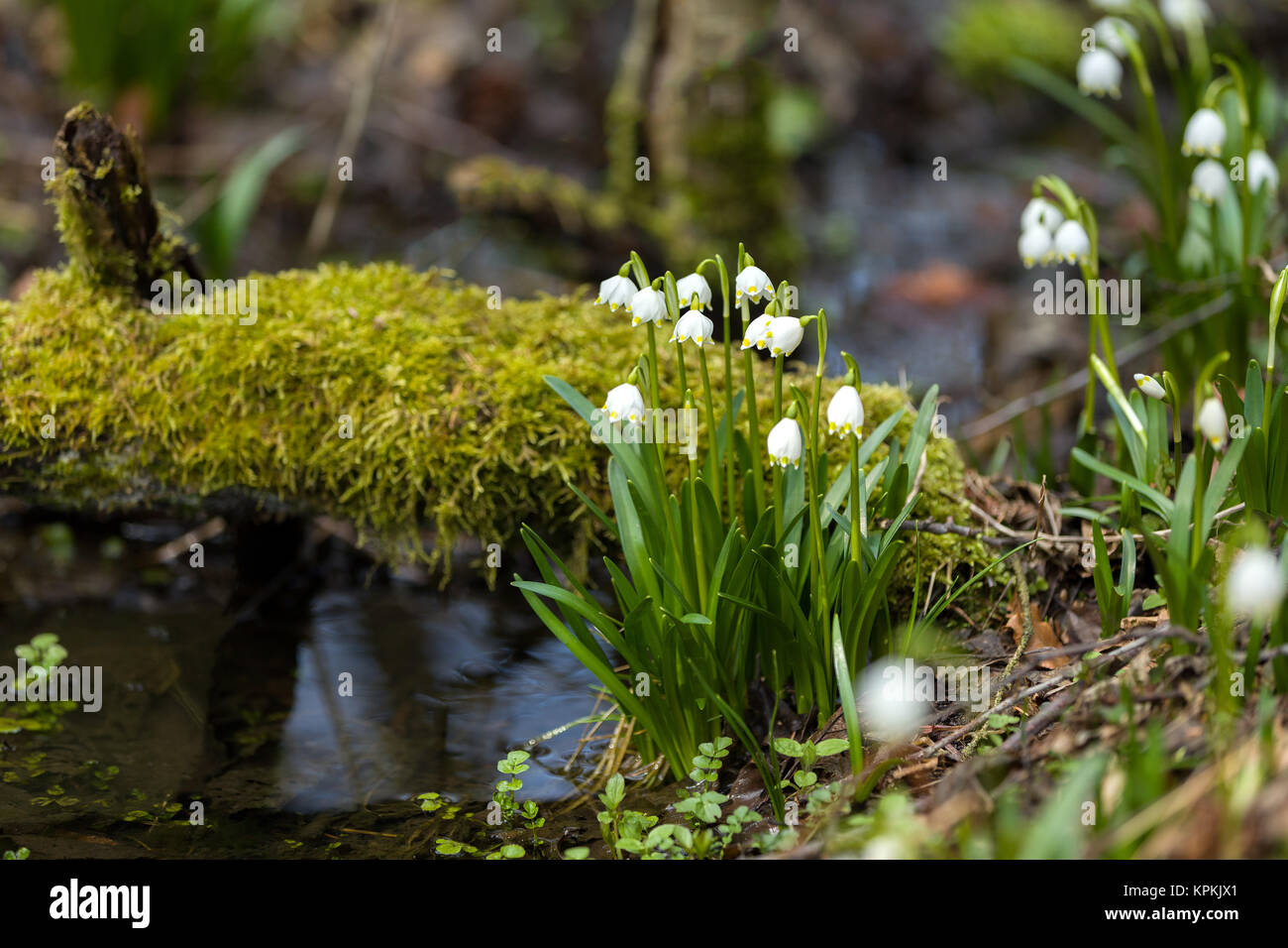 One Snowflake In Spring early spring snowflake flowers Stock Photo - Alamy