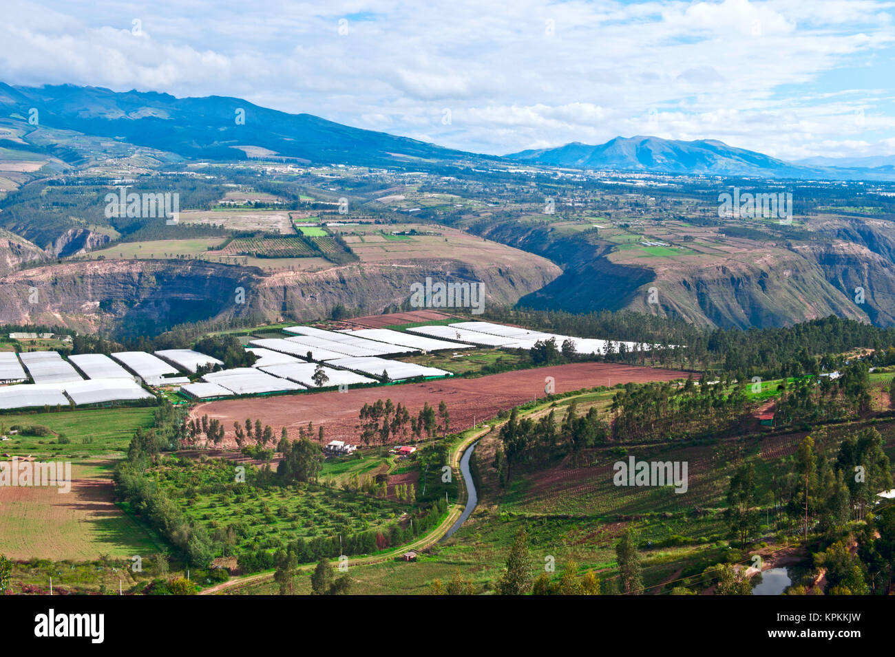 Roses in Plantation Tumbaco, Cayambe, Ecuador Stock Photo Alamy