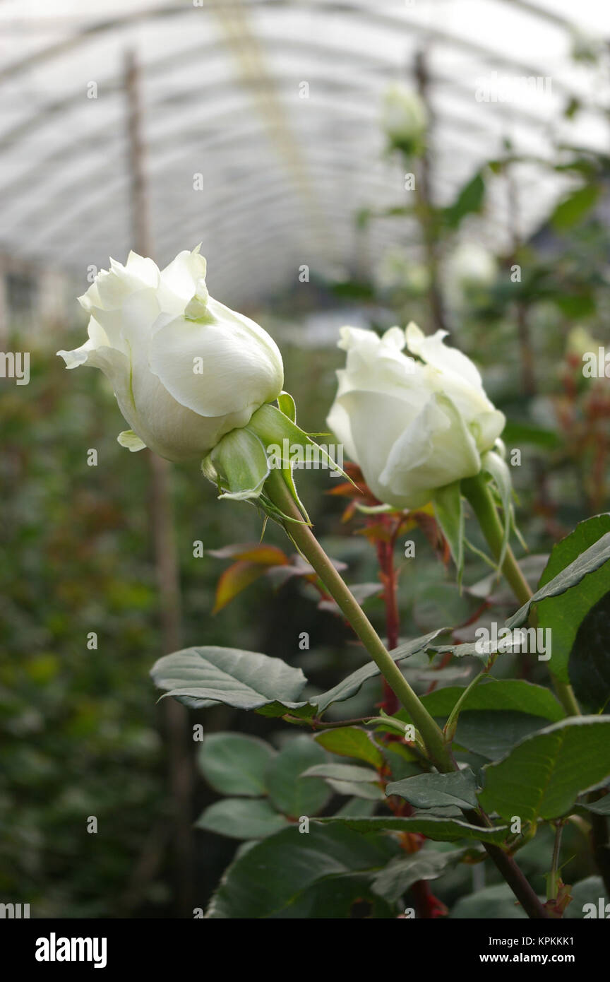 Roses Harvest, plantation in Tumbaco, Cayambe, Ecuador, South America