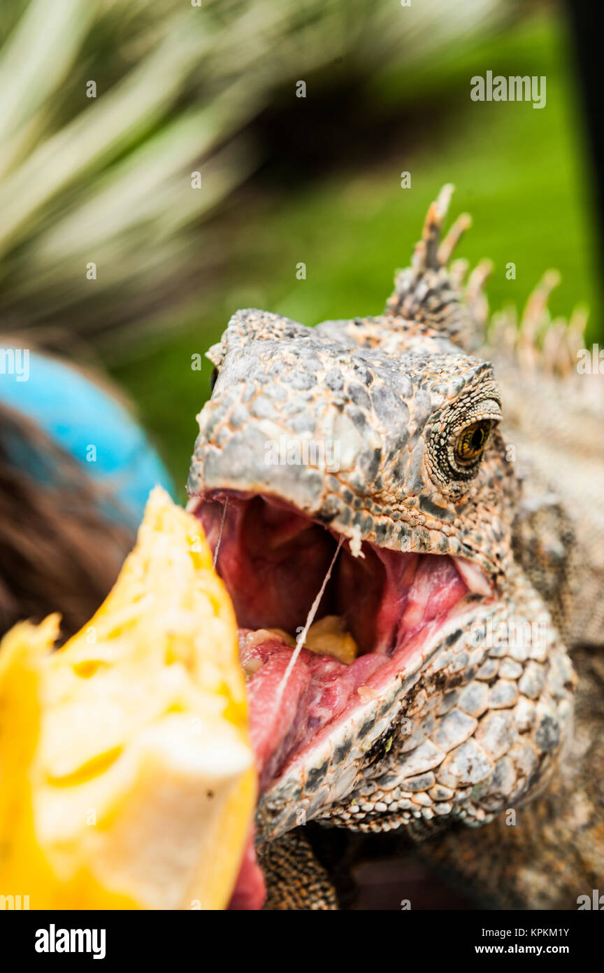 How To Feed Iguana Stock Photo Alamy