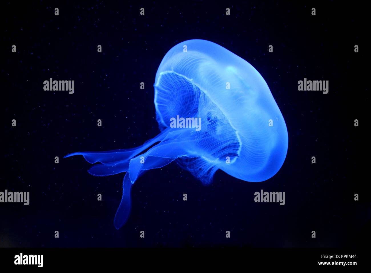 jellyfish Stock Photo