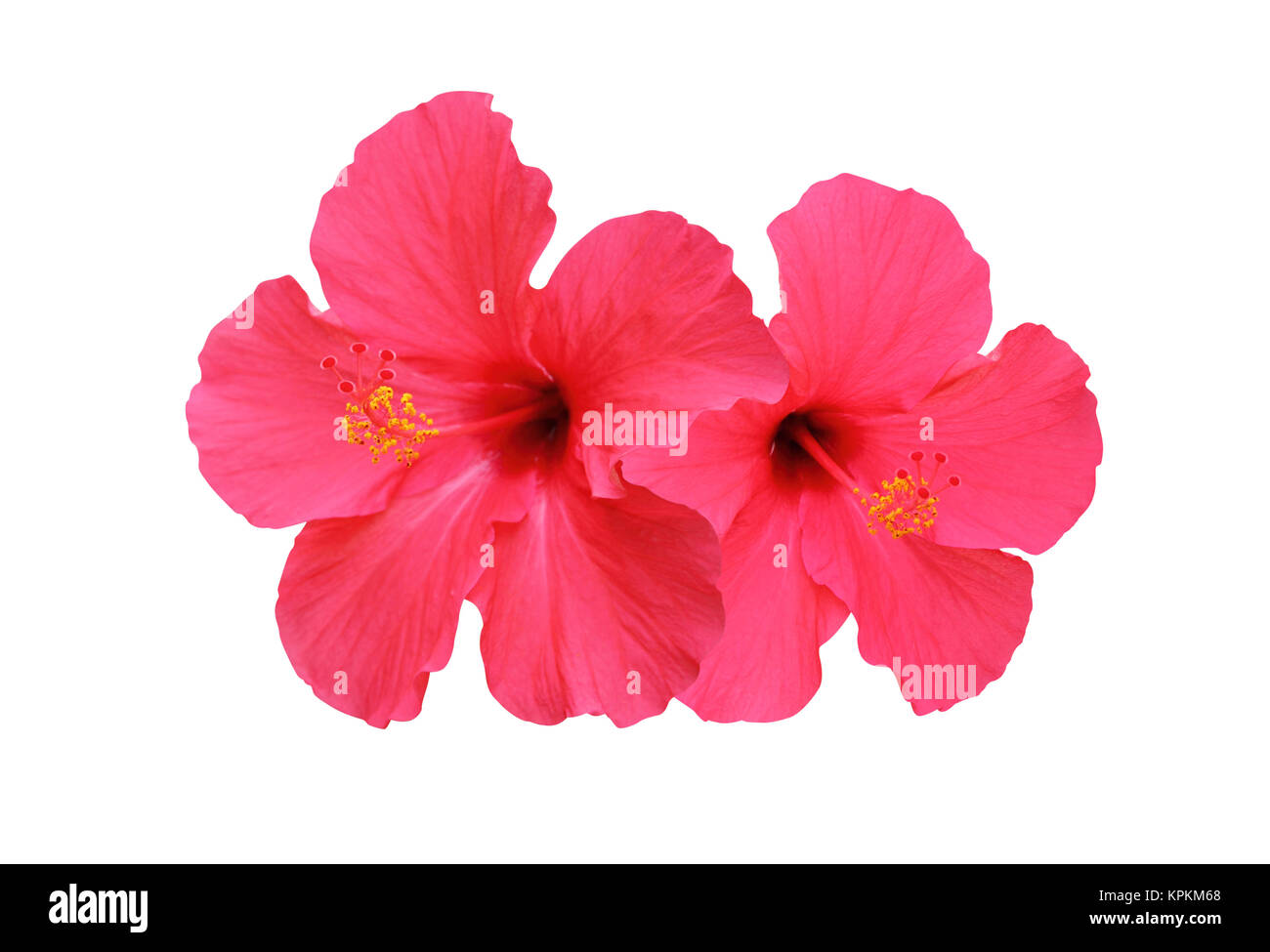 Two hibiscus flowers isolated on white background Stock Photo