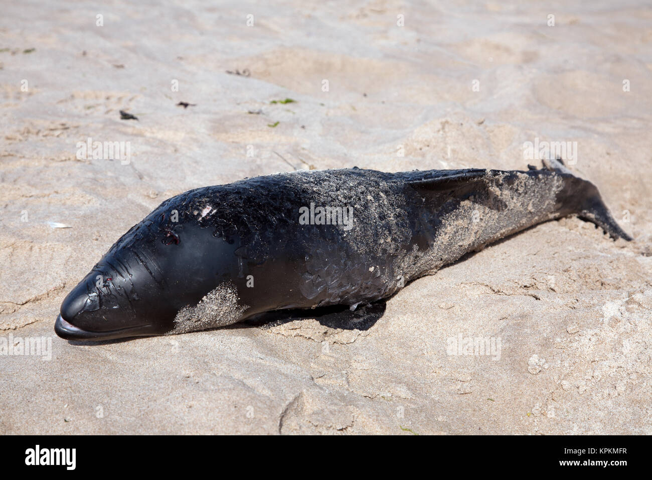 Dead harbour porpoise (Phocoena phocoena) washed up on the beach at Bamburgh, Northumberland, UK Stock Photo
