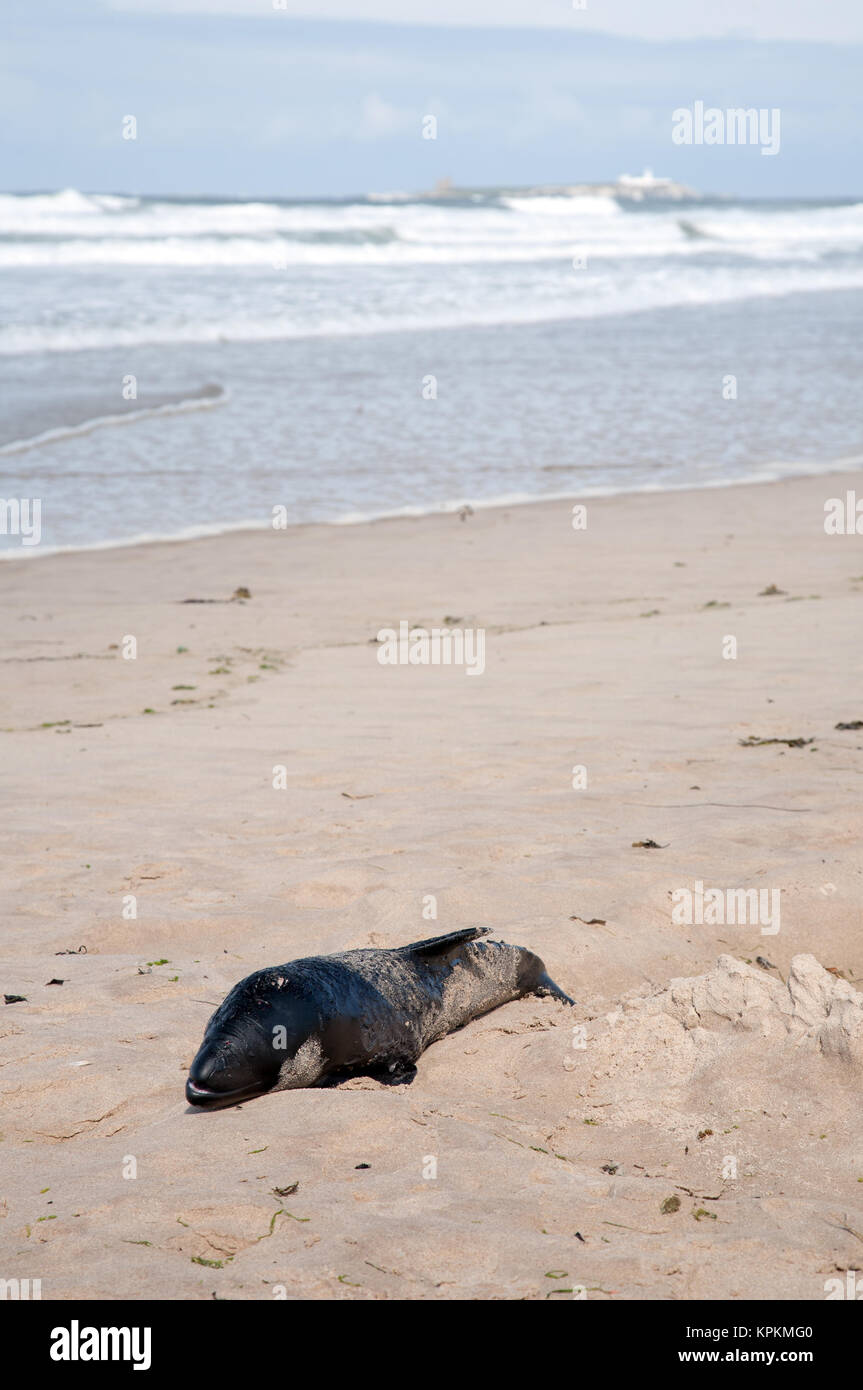 Dead harbour porpoise (Phocoena phocoena) washed up on the beach at Bamburgh, Northumberland, UK, with the Farne Islands in the background. Stock Photo