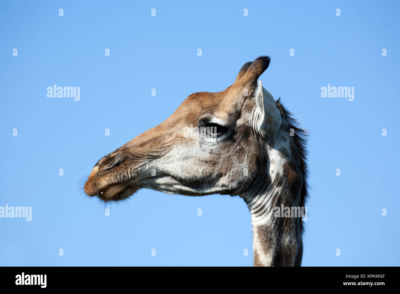Closeup of the head of a female South African giraffe (Giraffa camelopardalis giraffa), Kruger National Park, South Africa. Stock Photo