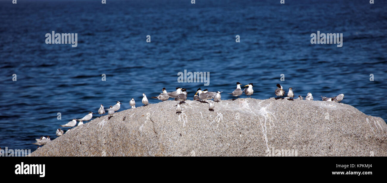 Swift Terns and Sandwich Terns gather on a rock at Boulders Beach, Cape Town, South Africa. Stock Photo