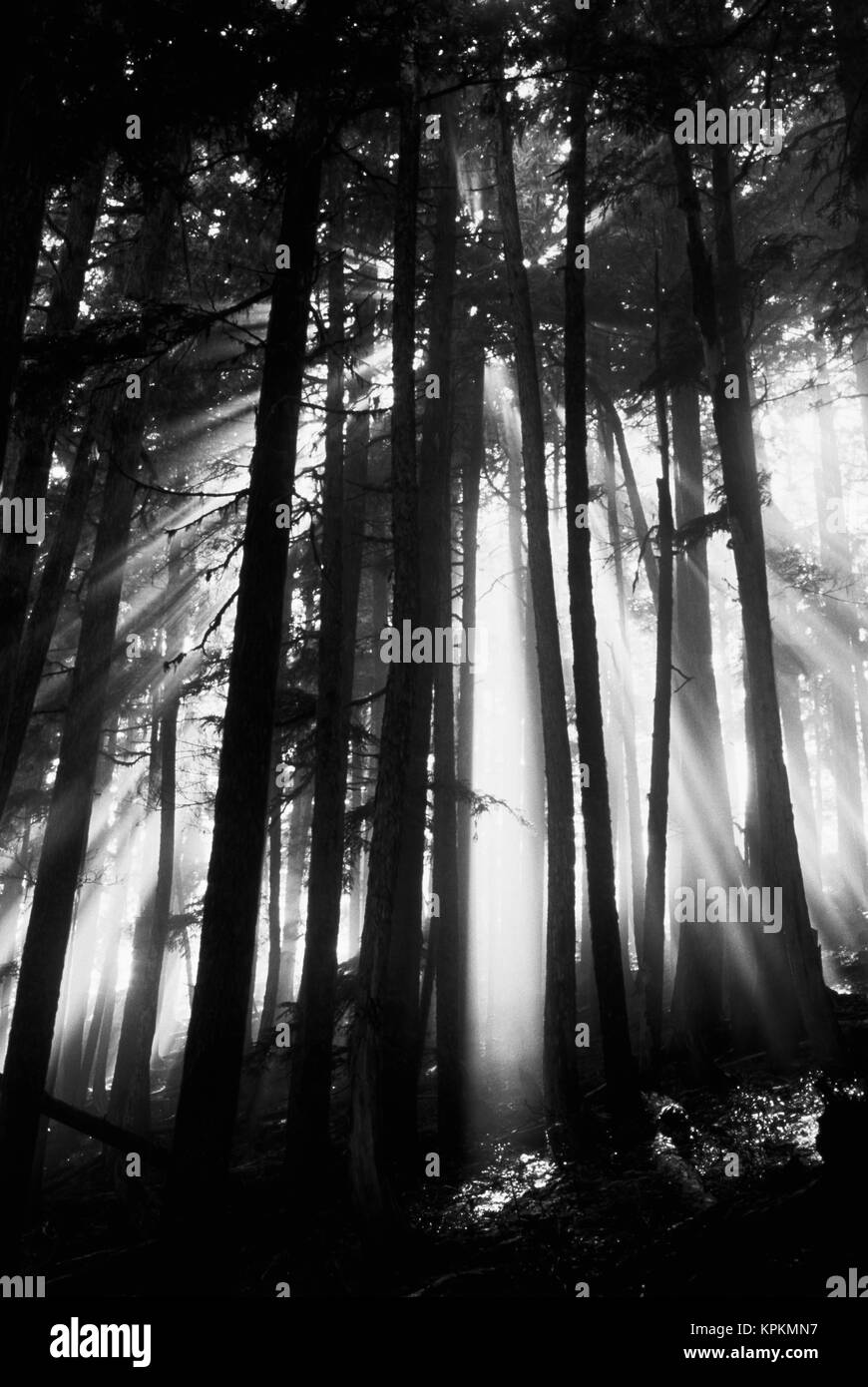 USA, Washington, Mount Rainier National Park, Sunlight through trees (Large format sizes available) Stock Photo