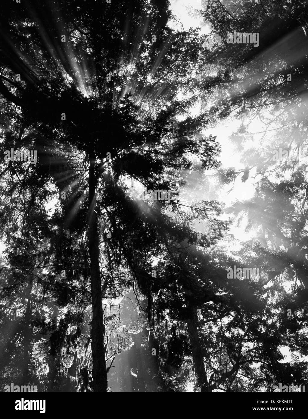 USA, Washington State, Olympic National Park, Sunbeam passing through trees (Large format sizes available) Stock Photo