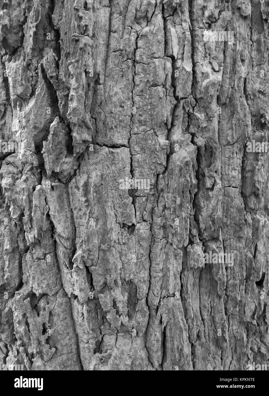 Bark of Tree, Black and White Stock Photo Alamy