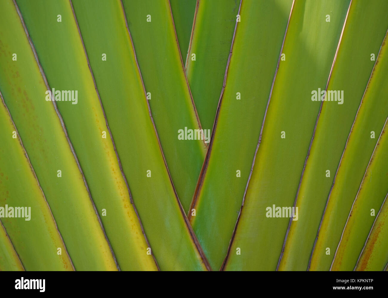 Trunk of Palm Tree Stock Photo - Alamy