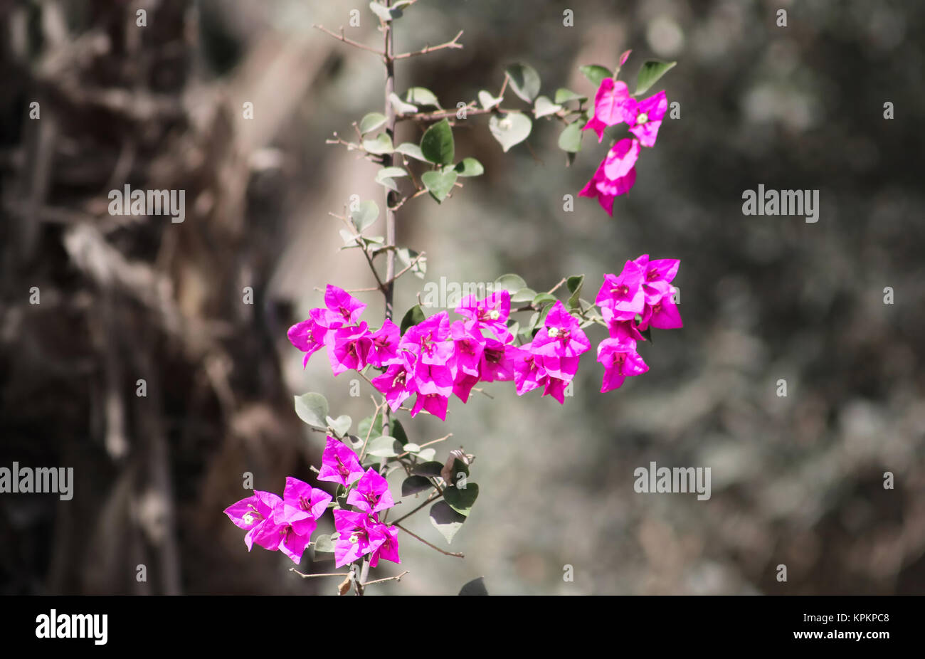 Tree Bindweed High Resolution Stock Photography and Images - Alamy