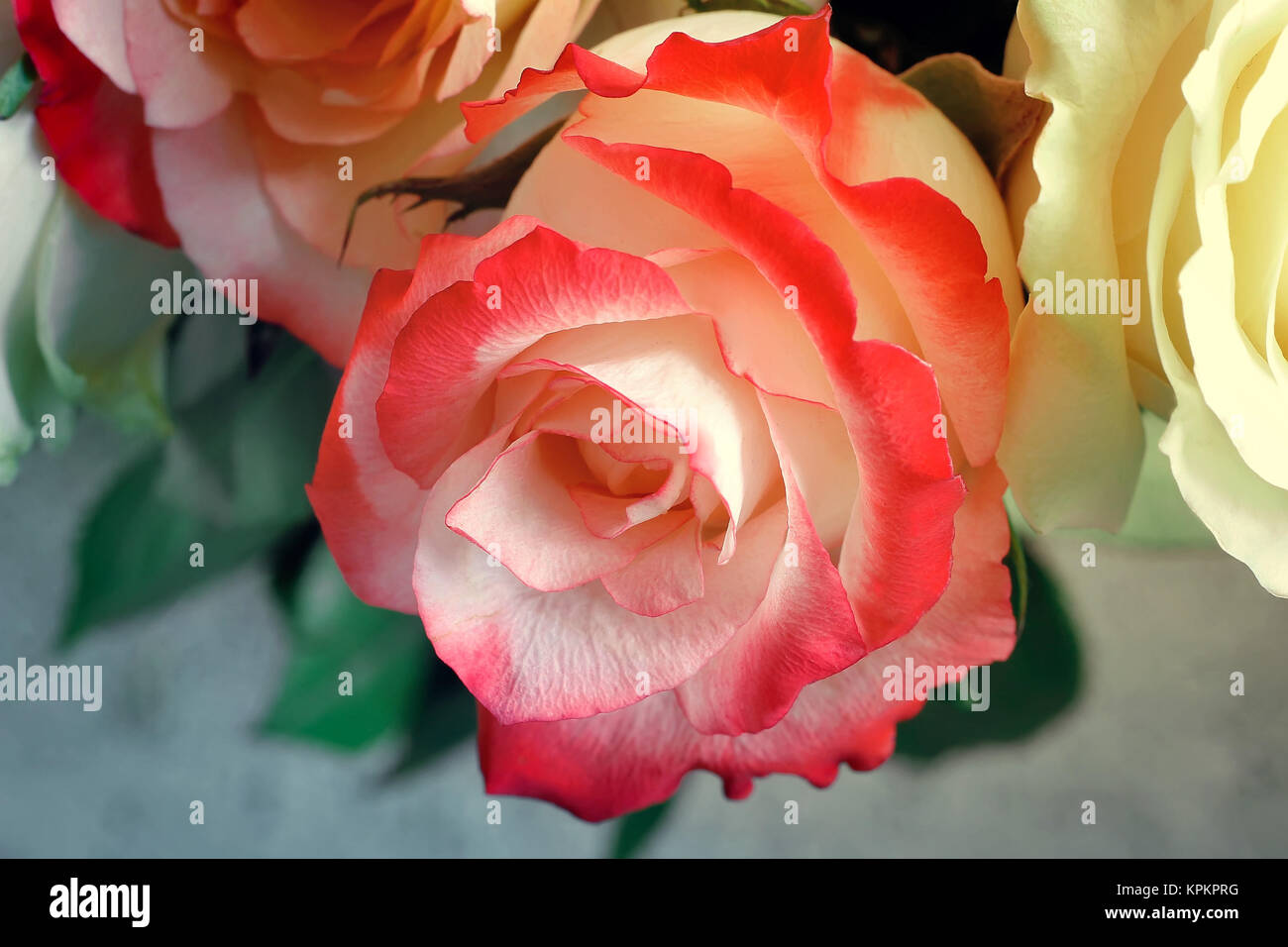 A bouquet of roses on light green background. Stock Photo