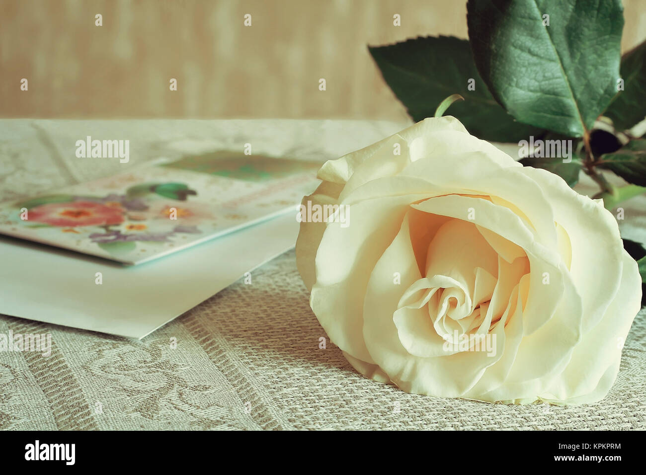 White rose and a letter of congratulation. Stock Photo