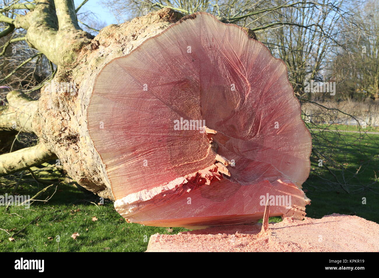 cut tree Stock Photo