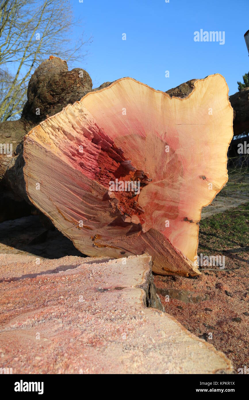 cut tree Stock Photo
