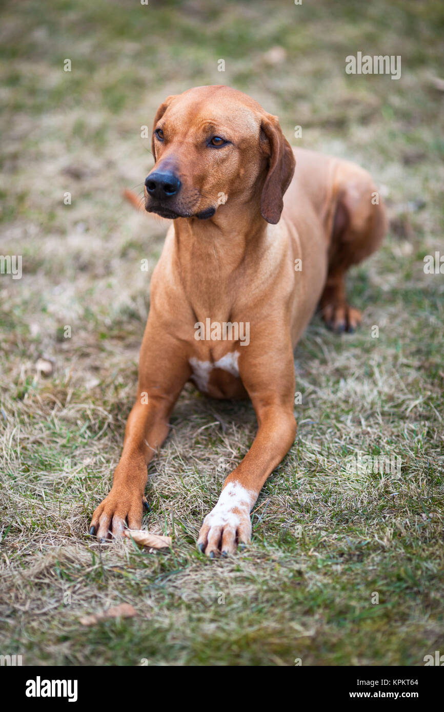 rhodesian ridgeback dog Stock Photo