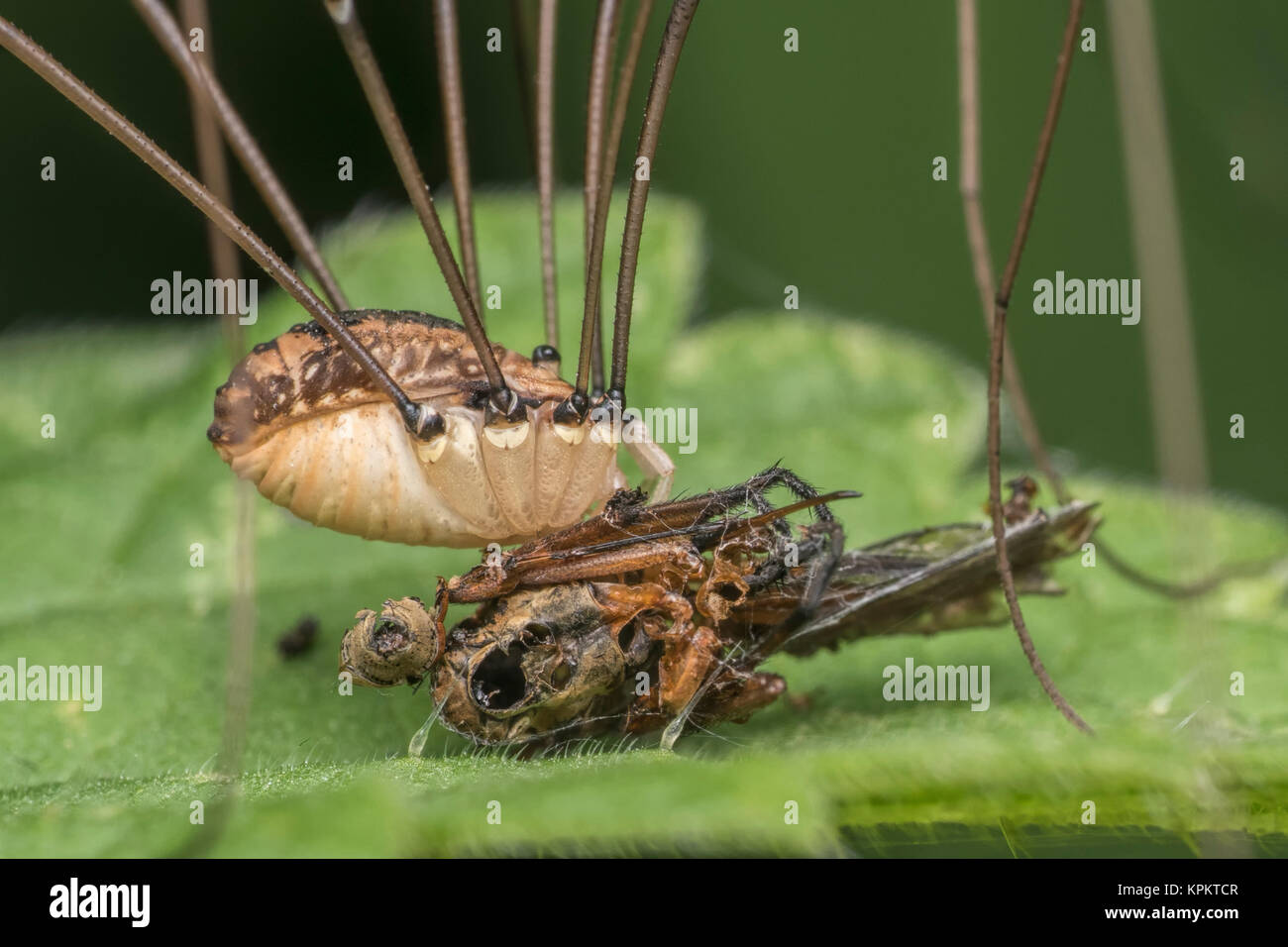A Harvestman (Leiobunum sp.) feeding on the remains of a daggerfly (Empis sp.). New Inn, Tipperary, Ireland. Stock Photo