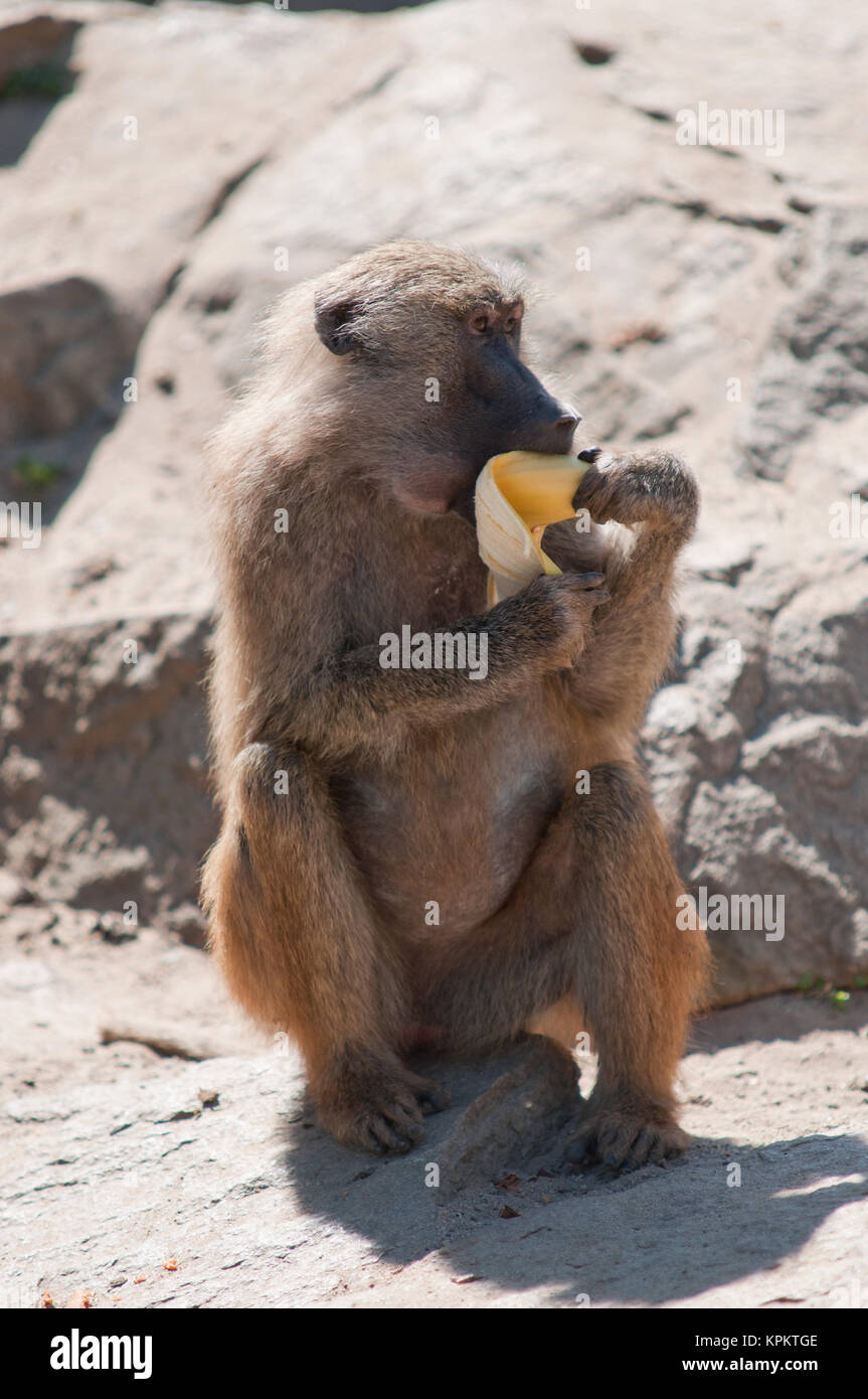 monkey eating banana Stock Photo