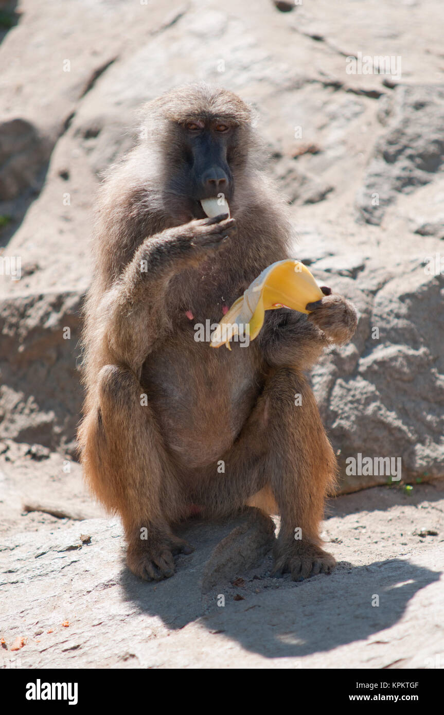 monkey eating banana Stock Photo