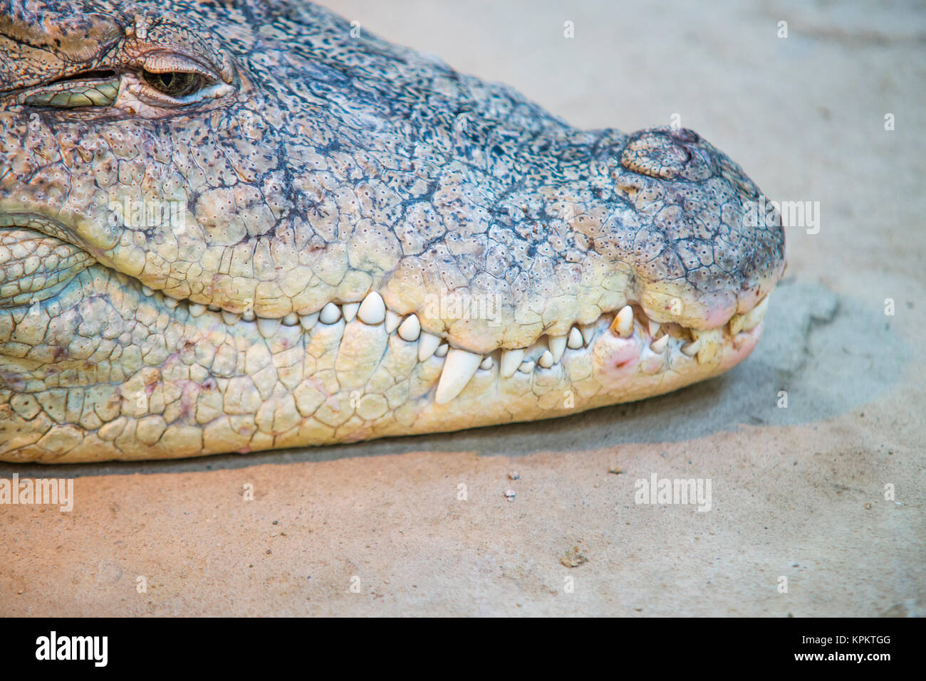 close up of the mouth and teeth of a nile crocodile Stock Photo