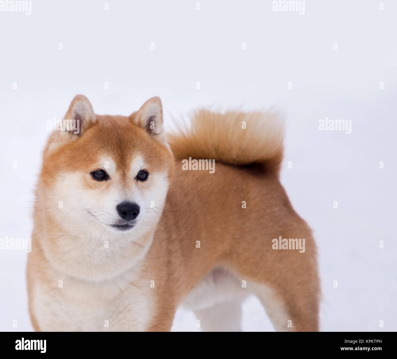 Shiba Inu White Background Stock Photos Shiba Inu White